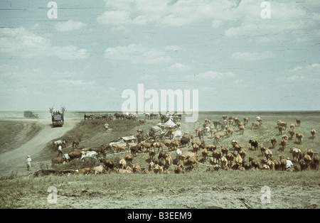 Rinder in den Steppen / WWII / 1941 Stockfoto