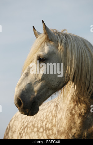 Percheron - Porträt Stockfoto