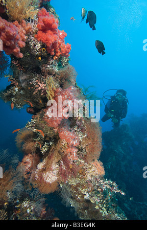 Taucher am Korallenriff Stockfoto