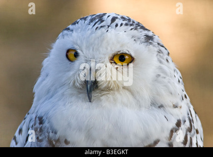 Porträt des weiblichen Schnee-Eule (Bubo Scandiacus), UK Stockfoto