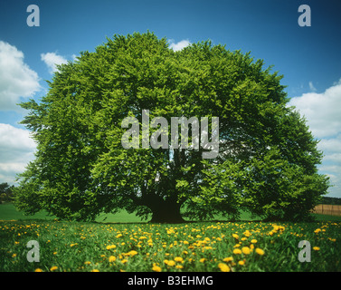 Baum im Frühling Stockfoto