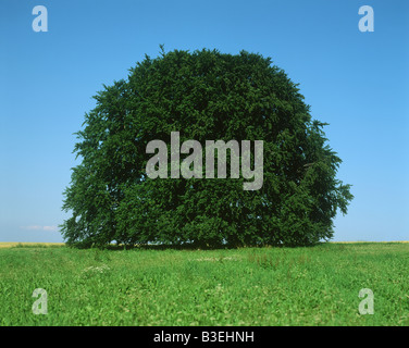 Baum in einem Feld Stockfoto