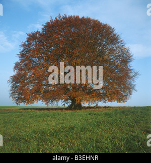 Baum im Herbst Stockfoto