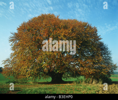 Baum im Herbst Stockfoto