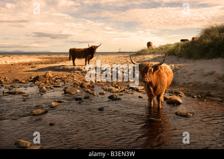 Hochlandrinder am Strand von Kilnaughton Bay Port Ellen Isle of Islay Schottland, Vereinigtes Königreich Stockfoto