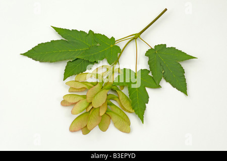 Bergahorn große Ahorn (Acer Pseudoplatanus) Zweig mit Früchten und Blättern