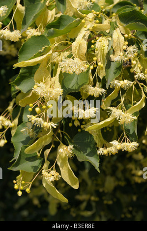 Kleine-leaved Linde (Tilia Cordata), blühender Zweig Stockfoto