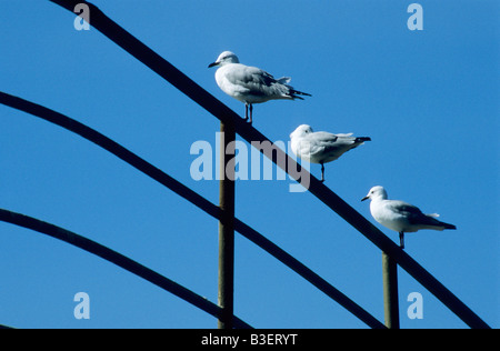 Tierwelt, Möwen, Hintergründe, Hartlaub-Möwe, Larus hartlaubii, drei Vögel auf Schiffen sitzend Geländer, Silhouette vor blauem Himmel, Skyline Stockfoto