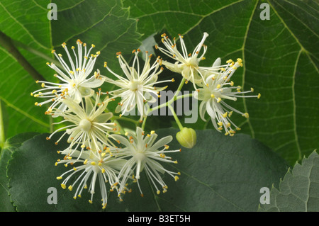 Kleine-leaved Linde (Tilia Cordata), Blumen Stockfoto