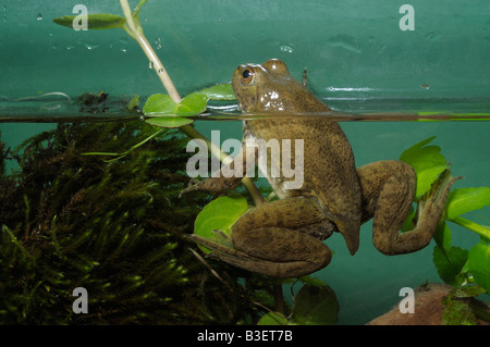 Amerikanischer Ochsenfrosch (Rana Catesbeiana). Sehr junge Frosch mit Resten der Kaulquappe Rute Stockfoto