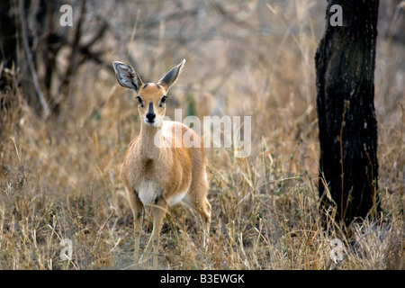 Weibliche Steinböckchen (Raphicerus Campestris) im Kruger Nationalpark in Südafrika Stockfoto