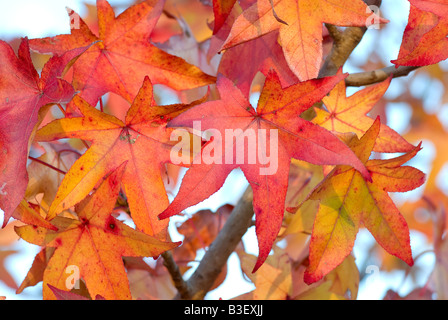 tolles Bild von einigen schön rot und orange Herbstlaub Stockfoto