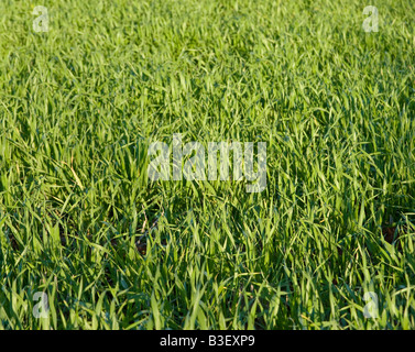 great background image of lush green grass Stockfoto