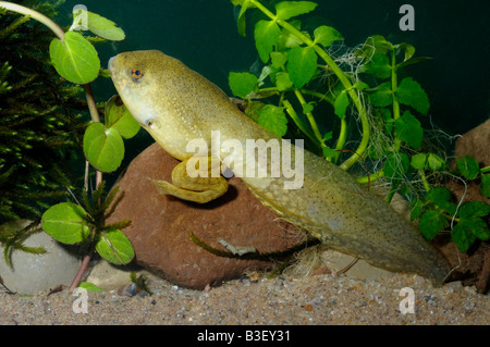 Amerikanischer Ochsenfrosch (Rana Catesbeiana) gut entwickelt Kaulquappe Stockfoto