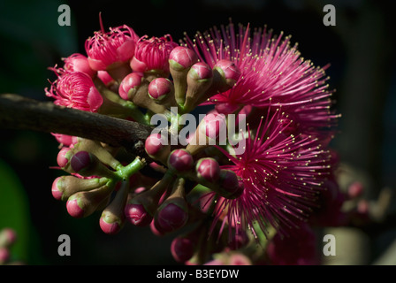 Die Blume der Syzygium Samarangense oder Eugenia Javanica ist eine Spezies in der Myrtaceae, einheimische Früchte von Indonesien Stockfoto