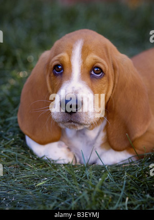 Niedlichen braunen und weißen Basset Hound Welpen draußen auf der grünen Wiese liegend Stockfoto