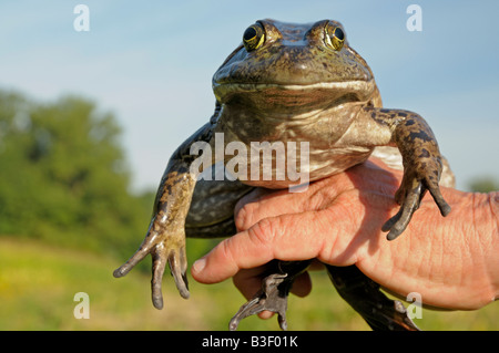 Amerikanischer Ochsenfrosch (Rana Catesbeiana), Erwachsener in der hand gehalten Stockfoto