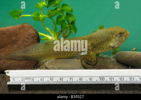 Amerikanischer Ochsenfrosch (Rana Catesbeiana) gut entwickelt Kaulquappe neben Herrscher, seine Größe zu zeigen Stockfoto