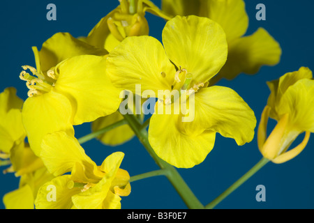 Brassica Napus var. Arvensis Raps offene Blume Stockfoto