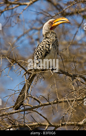 südlichen gelb-billed Hornbill (Tockus Leucomelas) Stockfoto