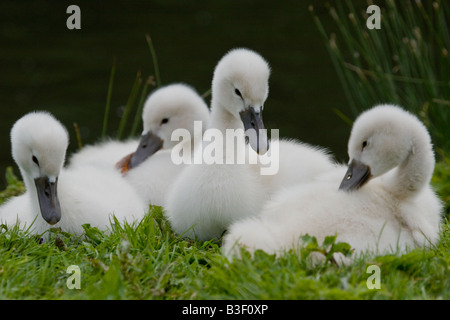 Vier Höckerschwan Signets, England, UK Stockfoto