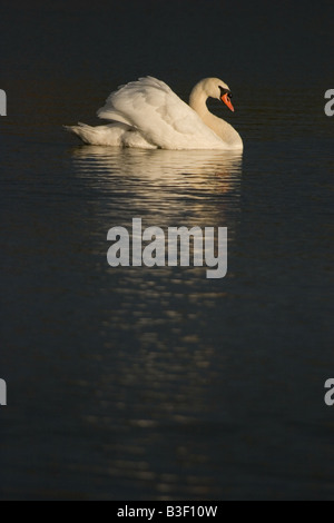 Höckerschwan im Abendlicht auf See, England UK Stockfoto
