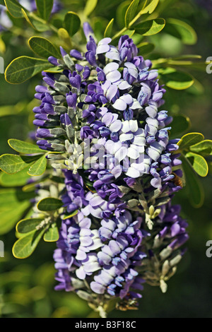 Texas Mountain Laurel Sophora Secundiflora Tucson Arizona USA 8 März Blume Fabaceae Stockfoto