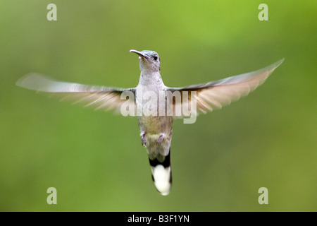 Grey breasted Sabrewing (Campylopterus Largipennis) im Flug Stockfoto