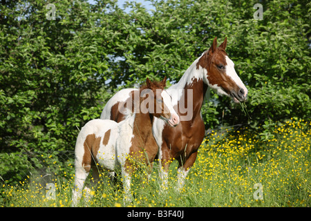 Paint Horse Stute mit Fohlen - stehend auf Wiese Stockfoto