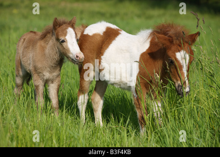Shetlandpony-Stute mit Fohlen - stehend auf Wiese Stockfoto