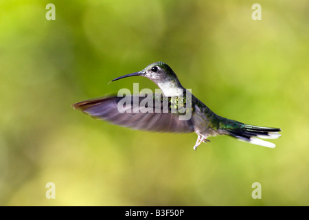 Grey breasted Sabrewing (Campylopterus Largipennis) im Flug Stockfoto