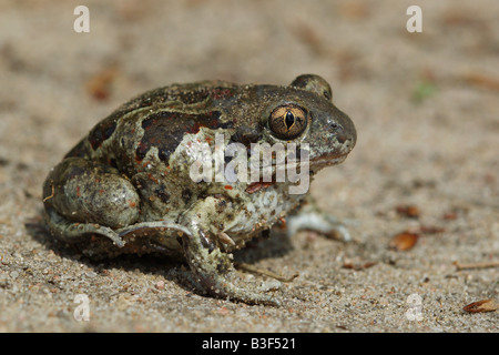 Der Spachtelfußfußfußballen (Pelobates fuscus) am Boden. Deutschland Stockfoto