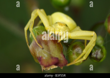 Goldrute Krabbenspinne - Zweig / Misumena Vatia Stockfoto