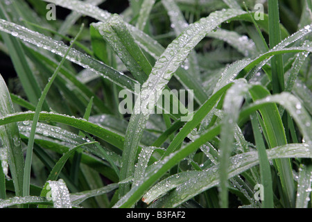 Morgentau auf Grashalmen Stockfoto