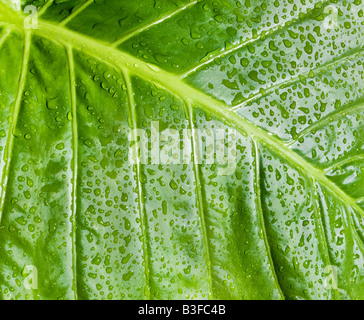 Wassertropfen auf einem Palmblatt "Elefanten-Ohr" Stockfoto