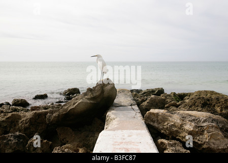 Ein Weißer Reiher Sitzstangen auf einem Felsen am Golf Küste Fort Myers Florida Stockfoto