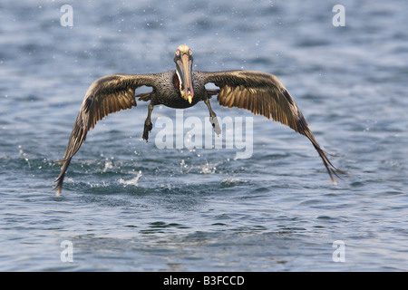 Brauner Pelikan (Pelecanus Occidentalis), aus dem Wasser in Richtung der Kamera ausziehen Stockfoto