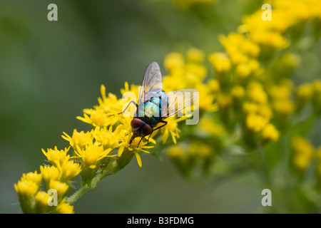 Eine gemeinsame grüne Flasche fliegen Lucilia Sericata auf die gelben Blüten der eine Goldrute solidago Stockfoto