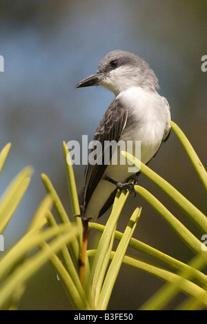 Grey Kingbird (Tyrannus Dominicensis), Barbados Stockfoto