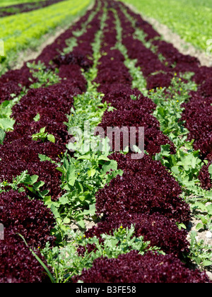 Deutschland, Bodensee, Salatfelder Auf der Insel Reichenau, Salat-Felder auf die Insel Reichenau am Bodensee Stockfoto