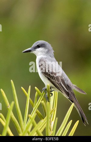 Grey Kingbird (Tyrannus Dominicensis), Barbados Stockfoto