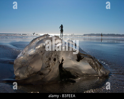 Eine Qualle liegt im Sand am Stinson Beach nördlich von San Francisco, Kalifornien auf Montag, 1. September 2008. Stockfoto