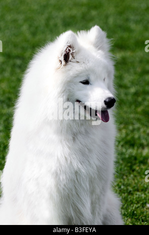 schönen weißen Samojeden Hund posiert auf einer Hundeausstellung Stockfoto