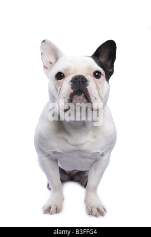 Schwarz / weiß französische Bulldogge sitzend Blick in die Kamera, die isoliert auf weißem Hintergrund Stockfoto