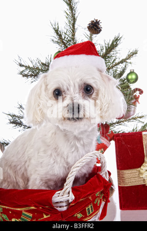 Süße Weihnachten Malteser Hund im Korb unter Weihnachtsbaum Santa Hut isoliert auf weißem Hintergrund Stockfoto