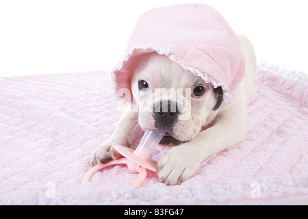 Sehr hässlich Baby französische Bulldogge Welpen auf rosa Decke tragen Motorhaube saugen an großen Pacifer isoliert auf weiss Stockfoto