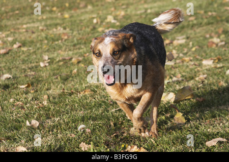 Australische Rinder Hund läuft in einer grünen Wiese mit Laub auf dem Boden Stockfoto