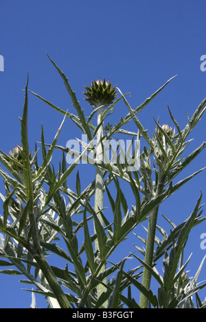 Cynara Scolymus Artischocke Pflanze Stockfoto