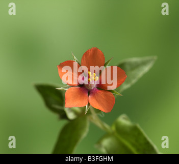 Scarlet Pimpernel Blume, Anagallis arvensis Stockfoto