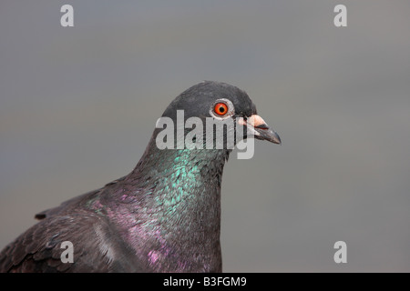 Wilde Taube, Columba livia Stockfoto